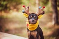 Dogs in deer costume, Autumn mood, fantastic deer