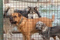 Dogs of different breeds behind the lattice in the animal shelter. Royalty Free Stock Photo
