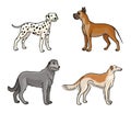 Dogs of different breeds in color set3 - vector illustration Royalty Free Stock Photo