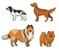 Dogs of different breeds in color set4 - vector illustration Royalty Free Stock Photo