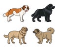 Dogs of different breeds in color set2 - vector illustration Royalty Free Stock Photo