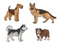 Dogs of different breeds in color set1 - vector illustration