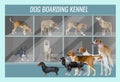 Dogs of different breeds in a dog kennel