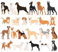 dogs of different breeds set, collection in flat design Royalty Free Stock Photo