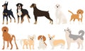 dogs of different breeds set in flat design isolated Royalty Free Stock Photo