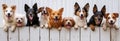 Dogs with different breeds sitting behind a fence, tongues out, joyful expression. Long banner