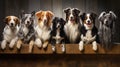 Dogs of different breeds sitting together. Blurred background Royalty Free Stock Photo