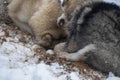 Dogs digging a hole in snow Royalty Free Stock Photo