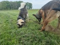 Dogs digging the lawn