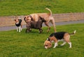 Dogs in a dog park with two of them, a Staffordshire bull terrier and a French Mastiff sniffing each other