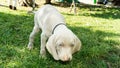 Dogs doggy breed weimaraner pet
