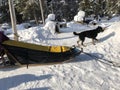 dogs and dogsled getting ready for an adventure