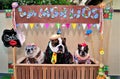 Dogs dressed as rednecks in the `Lambeijos` free licking stall Royalty Free Stock Photo