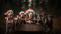 Dogs Dressed in Santa Costumes for Holiday Merriment