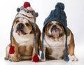 Dogs dressed for winter