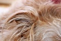 Dogs ear closeup Royalty Free Stock Photo