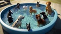 dogs are enjoying swimming in a dog pool. They are playing fetching Royalty Free Stock Photo