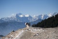 Dogs enjoying walk in mountains