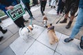 Dogs at Extinction Rebellion Protest at Parliament square