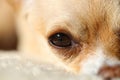 Dogs eye Close-up Royalty Free Stock Photo