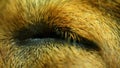 Dogs Eye Closed Then Opening Macro Closeup