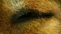 Dogs Eye Closed Then Opening Macro Closeup