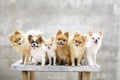 Dogs family