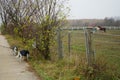 Dogs at the fence, beyond which there is a pasture with horses. Stadtrandhof, Waltersdorfer Chaussee, 12529 SchÃÂ¶nefeld