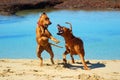 Dogs fighting at beach Royalty Free Stock Photo