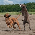 Dogs fighting on the beach Royalty Free Stock Photo