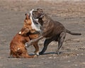 Dogs fighting on the beach Royalty Free Stock Photo