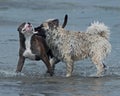 Puppy Bulldog and puppy Eurasier play on the beach Royalty Free Stock Photo