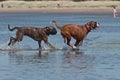 Dogs play on the beach Royalty Free Stock Photo