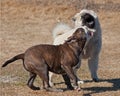 Puppy Bulldog and puppy Eurasier play on the beach Royalty Free Stock Photo