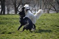 Dogs fighting