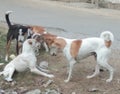 Dogs fighting in jallandhar city punjab