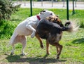 Dogs Fighting Playing Enclosure White Pitbull Attack