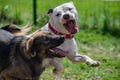 Dogs Fighting Playing Teeth White Pitbull Attack