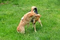 Dogs fighting