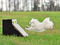 Dogs flyball training Royalty Free Stock Photo