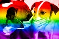 Dogs: French Bulldog and Jack Russell in quarantine. Coronavirus. Quarantine rules are respected for everyone. Kissing dogs in