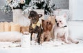 3 dogs, French bulldogs,golden toy terrier among gift boxes near the Christmas tree Royalty Free Stock Photo