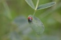 ladybug circulating on leaf