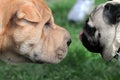 Dogs friendly meeting at the dog show Royalty Free Stock Photo
