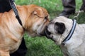 Dogs friendly meeting at the dog show