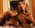 Dogs in front of the fire place Royalty Free Stock Photo