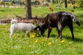 Dogs in the garden