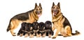 Dogs of the German Shepherd breed with their puppies