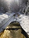 beautiful dogs pulling dogsled in beautiful countryside 2