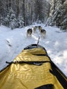 beautiful dogs pulling dogsled in beautiful countryside